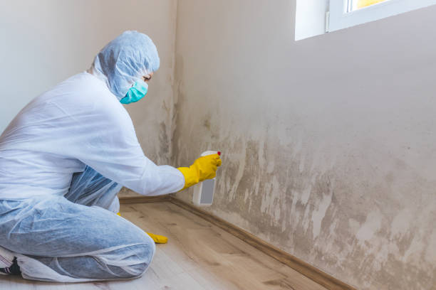 Licensed Basement Mold Removal service in Wyckoff, NJ - WQB Mold Removal
