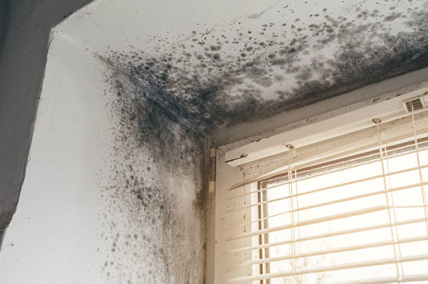 Affordable Basement Mold Removal solutions in Wyckoff, NJ