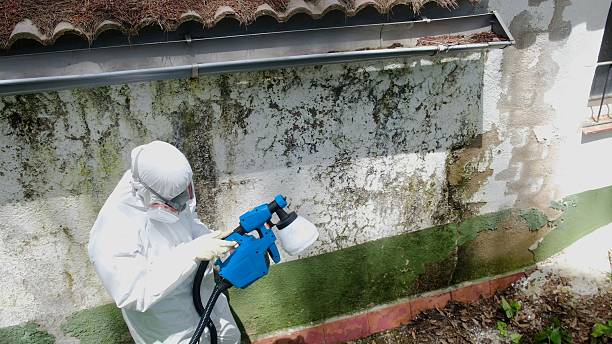 Top rated local Basement Mold Removal specialists in Wyckoff, NJ